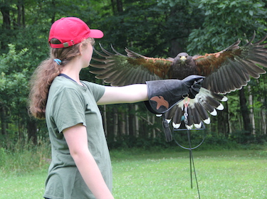  Student doing falconry